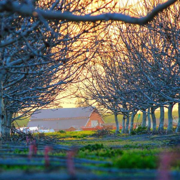 Shimano Nexave AX Spinning Hengel