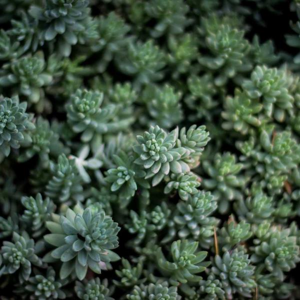 4 Seasons Outdoor Loungeset Empire