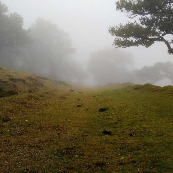 Santos #50C Citruspers