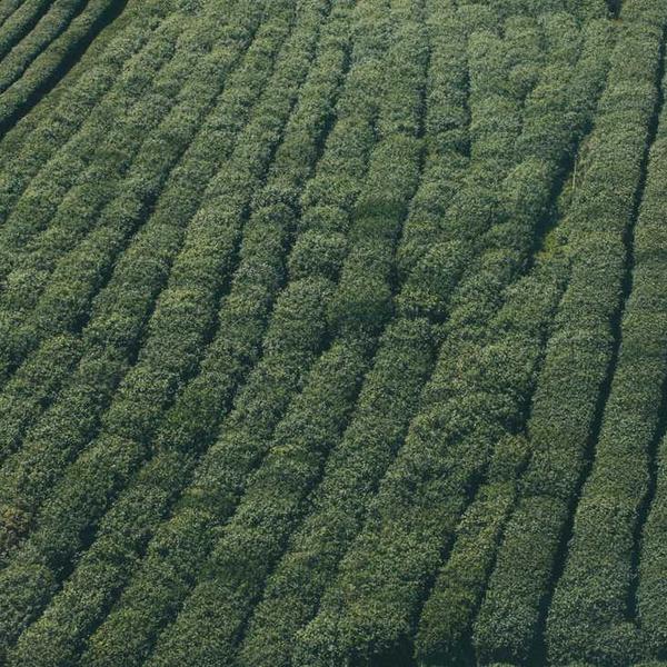 Campingaz Party Grill 400 CV